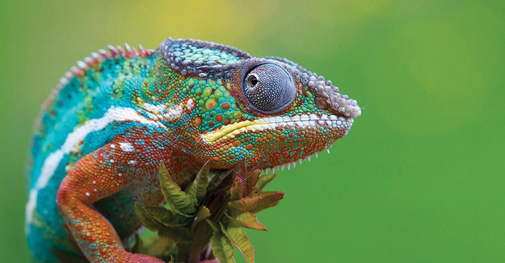 Chillin Like Chameleons